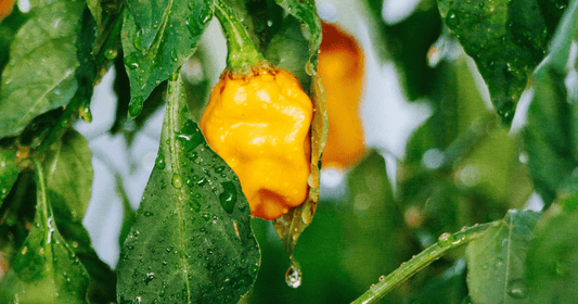 All You Need to Know About 7-Pot Brain Strain Peppers