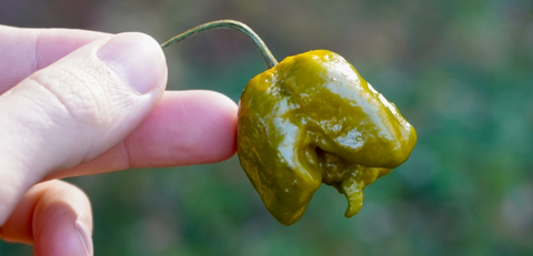 Pepper X: Meet the New World’s Hottest Pepper