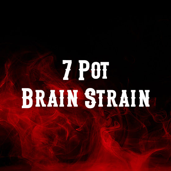 7 Pot Brain Strain
